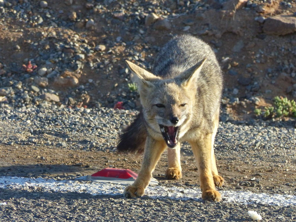 20181027_Copiapo_La_Silla_vers_Reserve_d