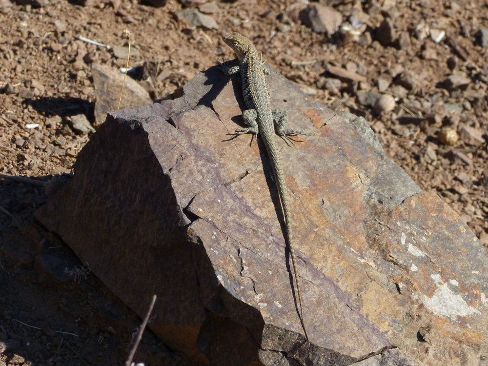 20181110_ballade_colline_relais_Wifi_14.