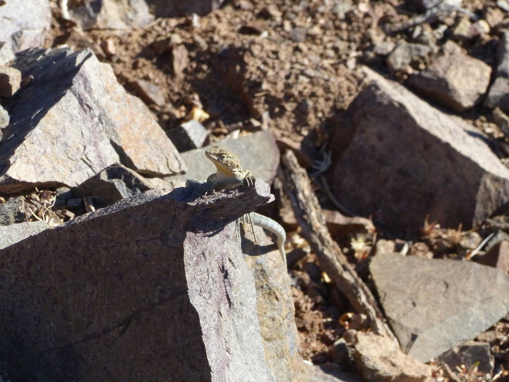 20181110_ballade_colline_relais_Wifi_15.