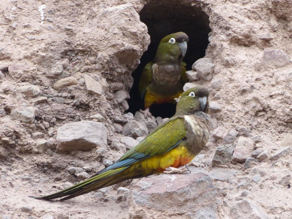 20181112_Pichasca_Ovalle_vallee_del_Enca