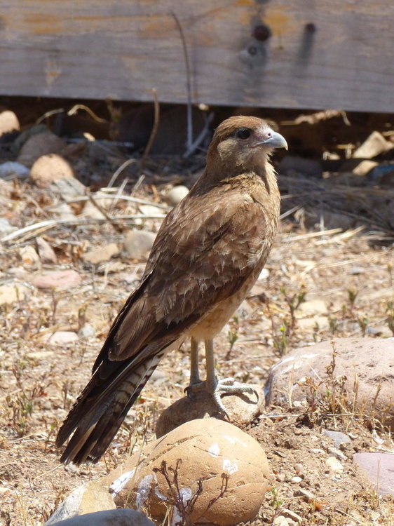 20181112_Pichasca_Ovalle_vallee_del_Enca