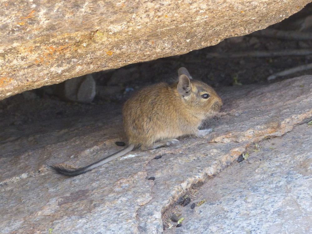 20181112_Pichasca_Ovalle_vallee_del_Enca