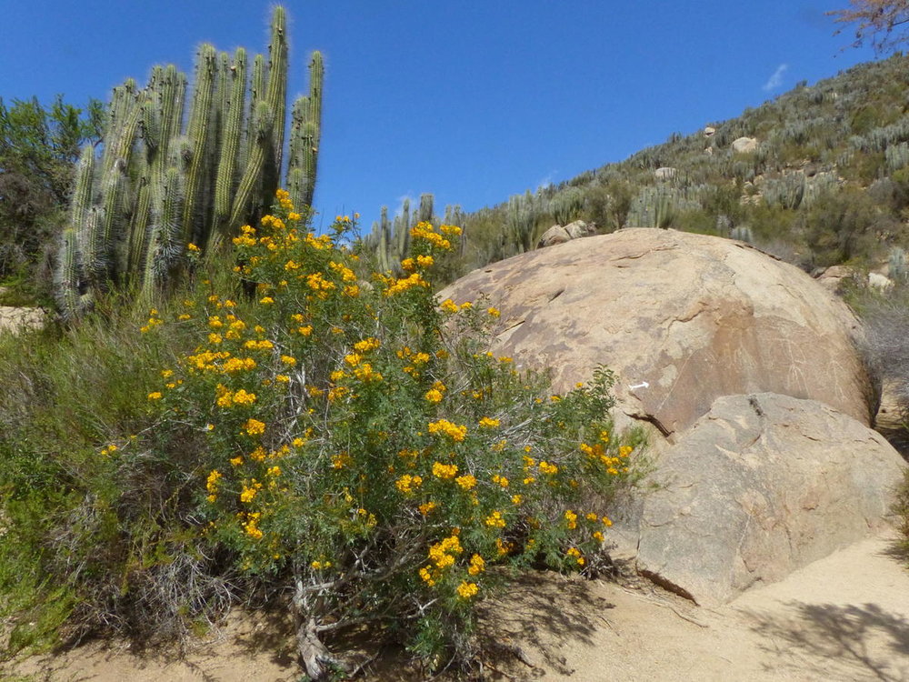 20181112_Pichasca_Ovalle_vallee_del_Enca