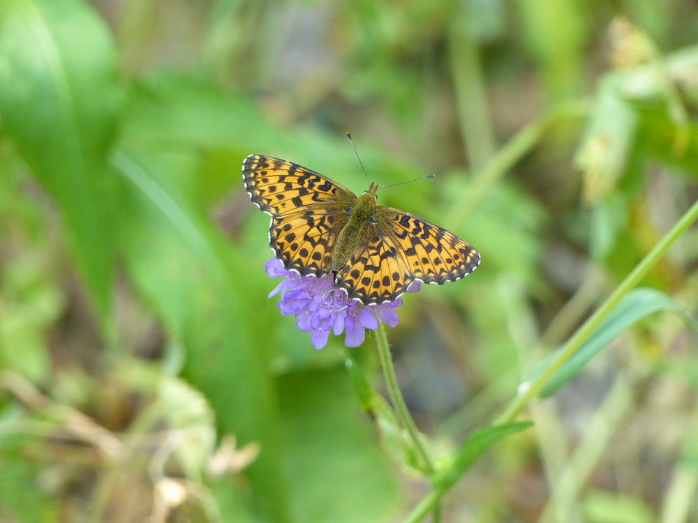 20190724_0730Estivales_Webastro_Margeria