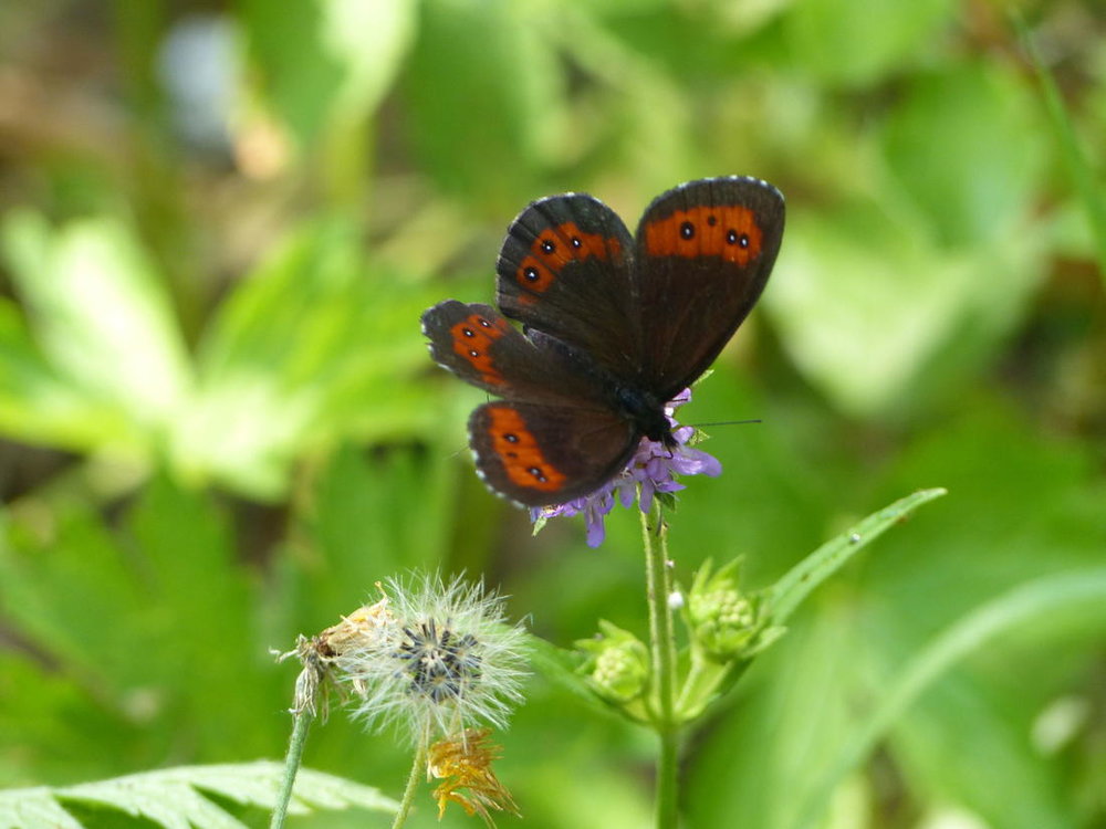 20190724_0730Estivales_Webastro_Margeria