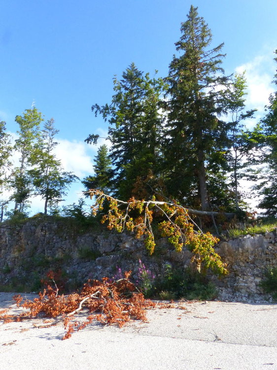 20190724_0730Estivales_Webastro_Margeria