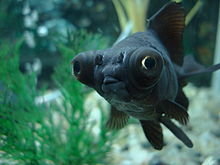220px-Black_Moor_Fish.jpg