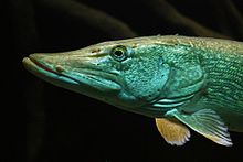 220px-Esox_lucius_Aquarium_DG.jpg