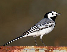 220px-White-Wagtail.jpg
