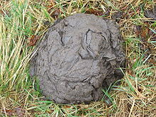 220px-Wisent_feces-Skupowo-1.jpg