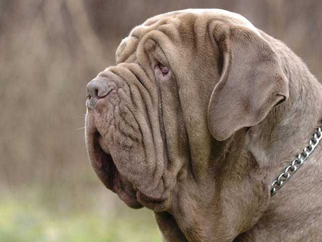 237_mastiff-2_FN.jpg