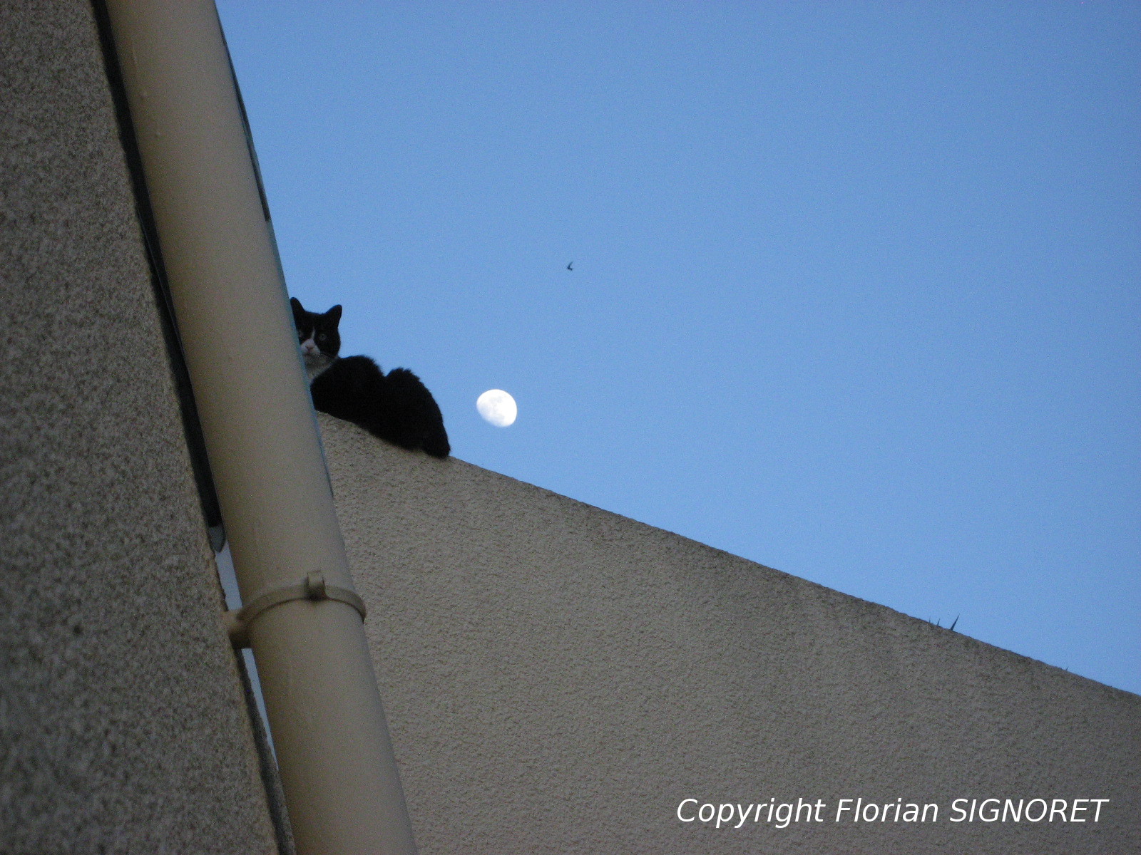 245262LuneChatOiseau.jpg