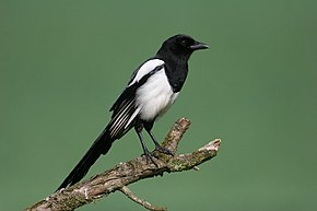 290px-01-Magpie.jpg