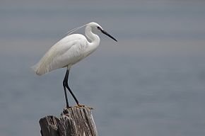 290px-Aigrette_garzette_au_lac_sud_de_Tu