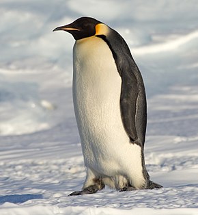290px-Emperor_Penguin_Manchot_empereur.jpg