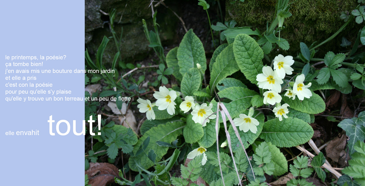 primevere_.jpg?psid=1