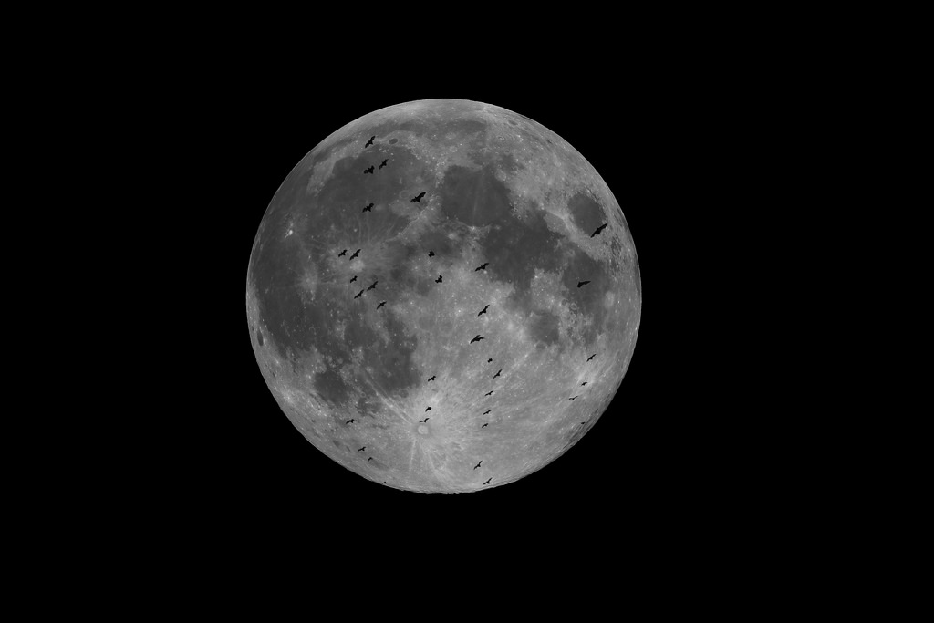 Fruit Bats Transit the Full Moon - March 12, 2017