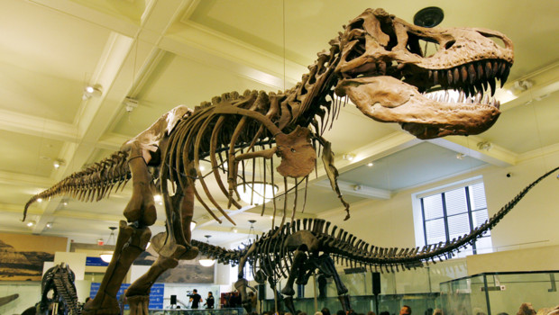 selon-une-etude-americaine-les-tyrannosaures-etaient-encore-10564591geoif_1713.jpg?v=3