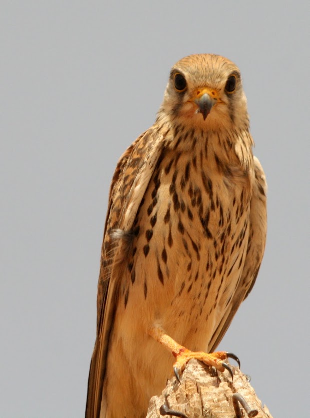 AXT-c1hCfxWXoXfrAhfibR8gDshjxh58mLQBsOOBKQCylOryGg43ApeF0YqT3TBMs-lM61fP=w619-h835-no