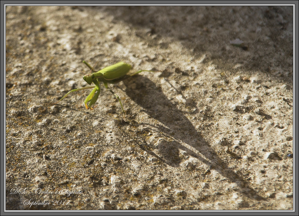 Mante Religieuse - 28/09/2017