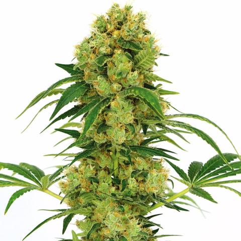 big-bud-marijuana-seeds_large.jpg?v=1471513770
