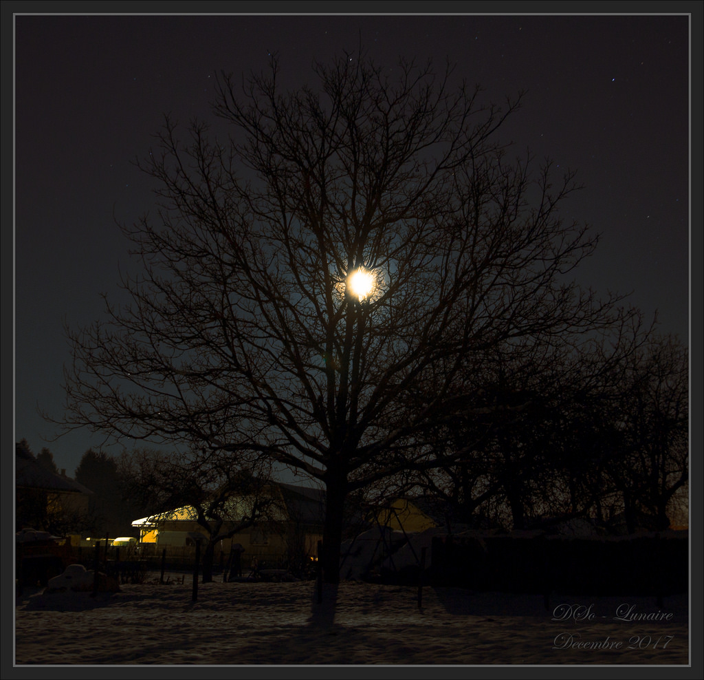 lune & arbre - decembre 2017