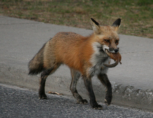505047_un-renard-en-ville.jpg