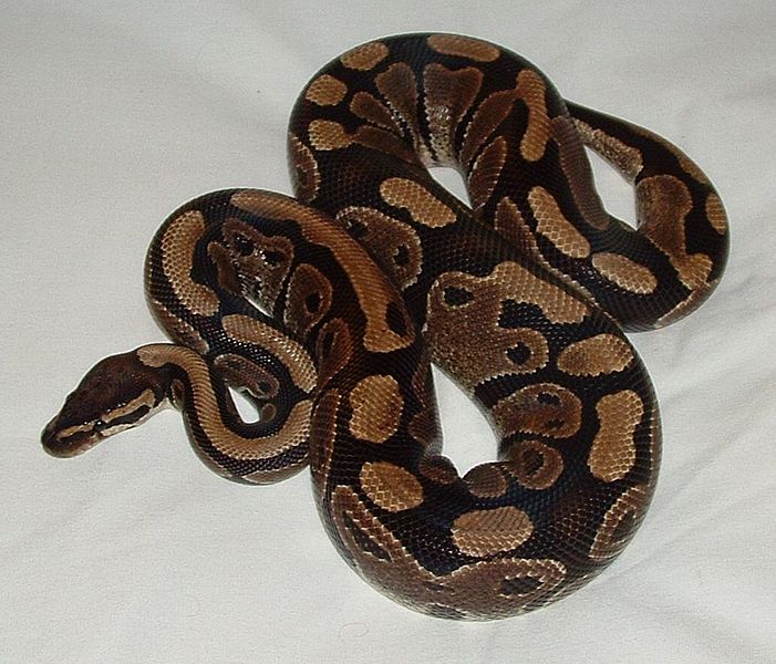 701px-Ball_python_lucy.JPG