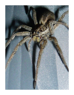 NBiY5JhtSArVczY1X226m4mRmZOlNUONivo5BCxc