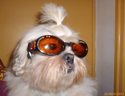 lunettes-pour-chien-b400.jpg-35974d13345