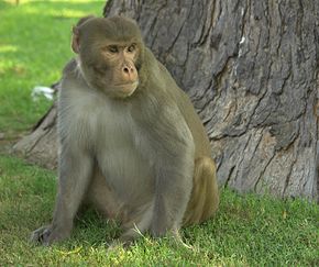 290px-Rhesus_Macaque%2C_Red_Fort%2C_Agra.jpg