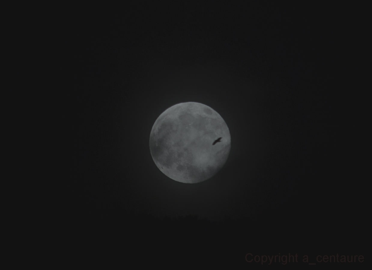 3f1ce0242530c420baaf67797bd8fa86.1824x0_q100_watermark_watermark_opacity-10_watermark_position-6_watermark_size-M_watermark_text-Copyright%20a_centaure.jpg