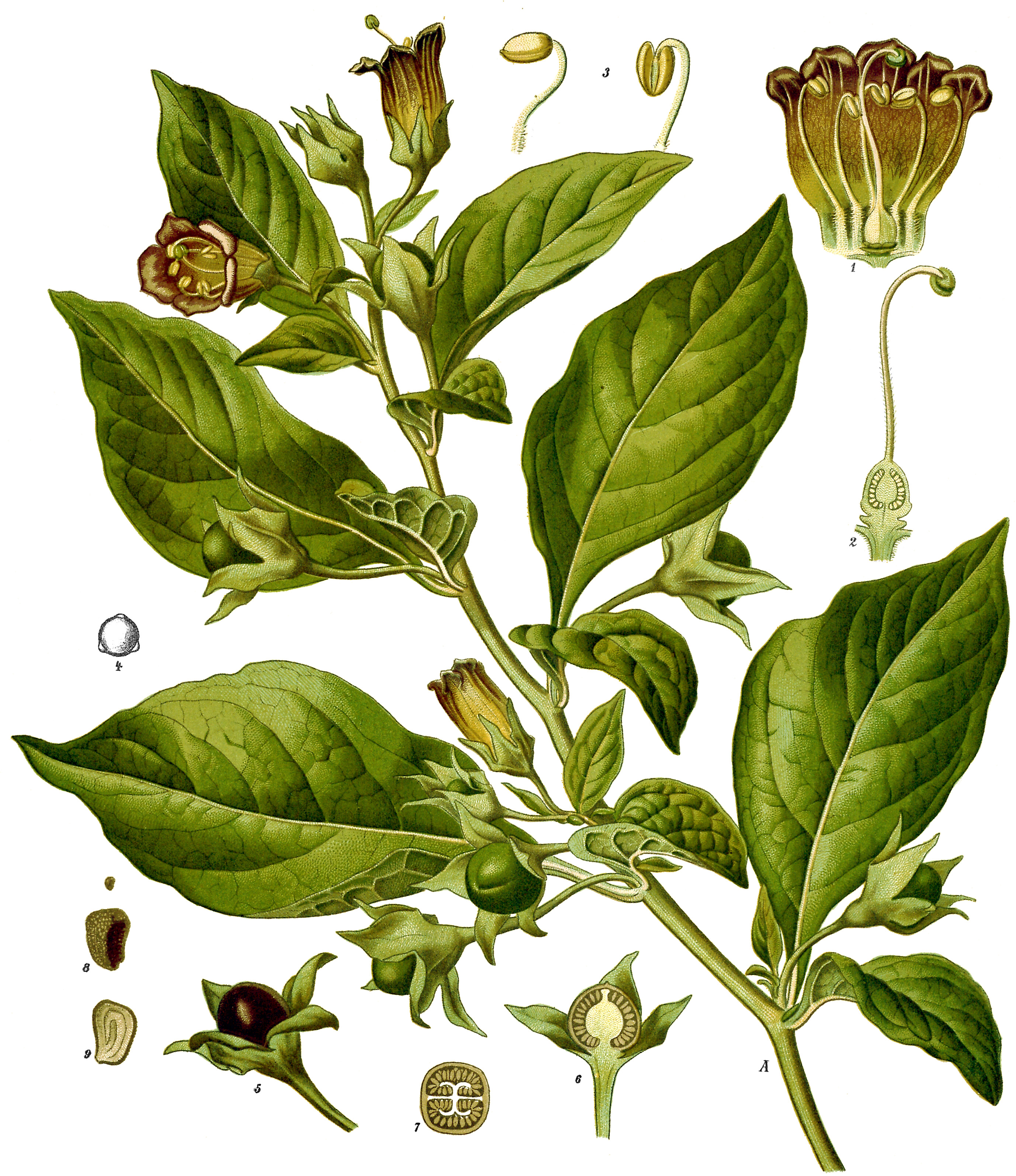 Atropa_belladonna_-_K%C3%B6hler%E2%80%93s_Medizinal-Pflanzen-018.jpg