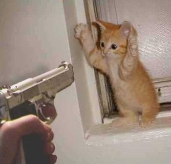 chat%20et%20pistolet.jpg
