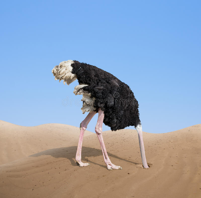 Résultat de recherche d'images pour "autruche tête dans le sable"
