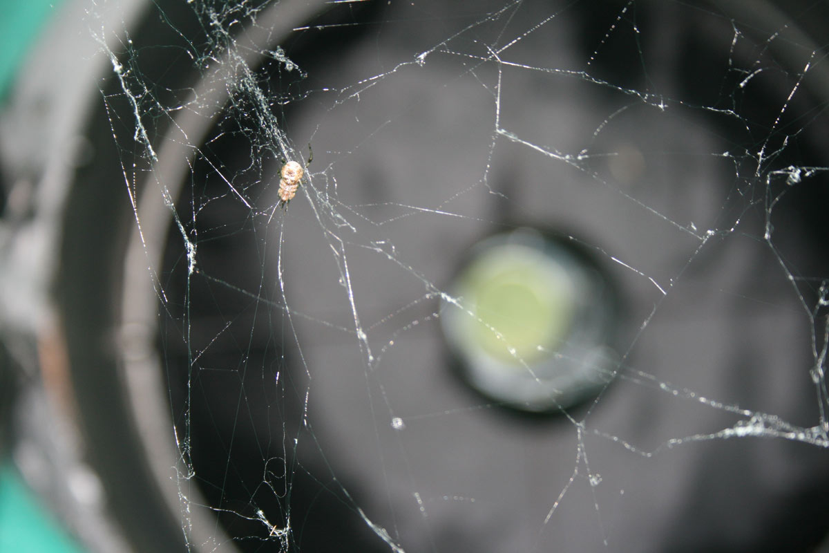 dob_double_araignee.jpg?psid=1