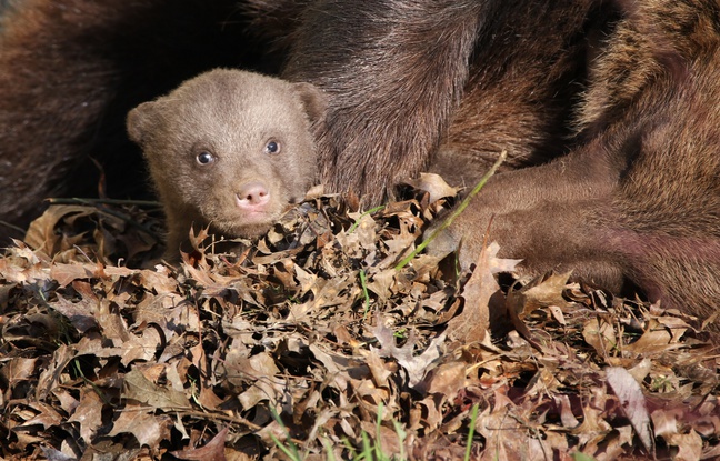 648x415-49x27_petit-ourson-zoo-boissiere-dore.jpg