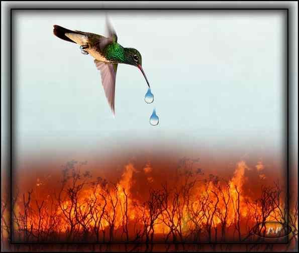 RÃ©sultat de recherche d'images pour "colibri water"