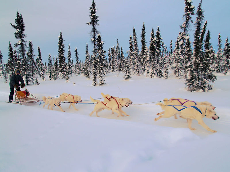 800px-White_huskies_dog_sledding.jpg