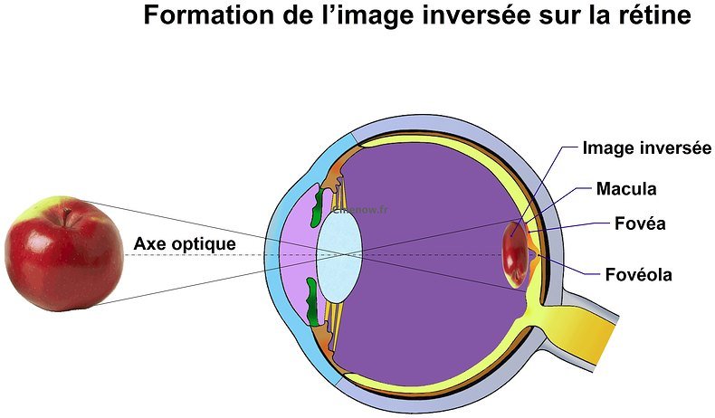 Résultat de recherche d'images pour "oeil formation de l'image"