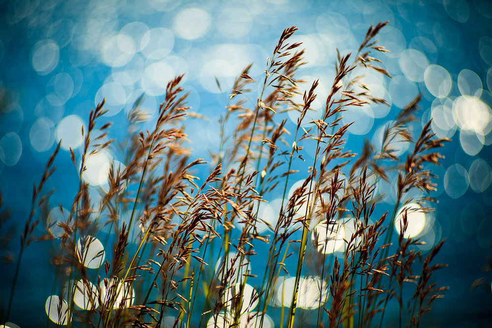 Bokeh! | TAIR 11A 135mm f/2.8 USSR Lens (on a classic 5D bod… | Flickr