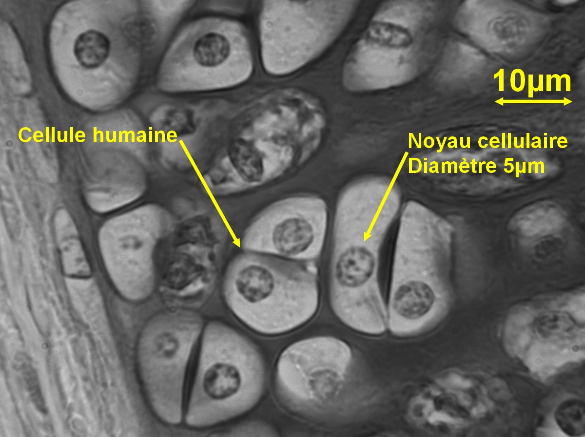 Cellule-humaine.jpg