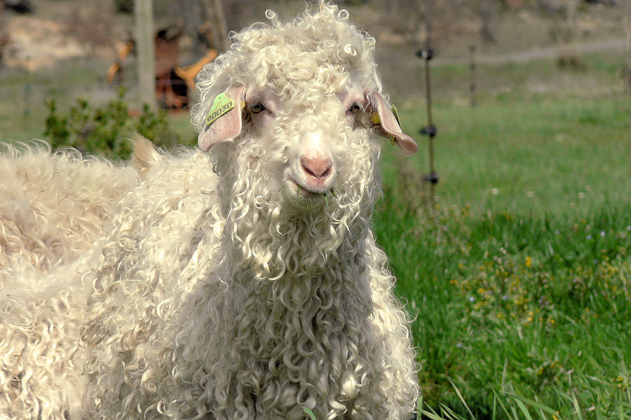 Chevre-Angora-Mohair-Provence.jpg