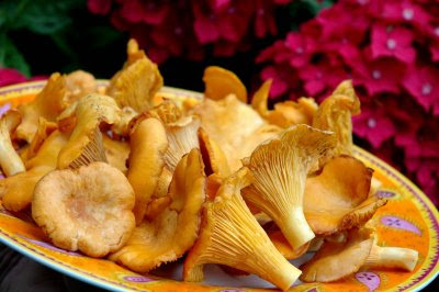 Girolles.jpg