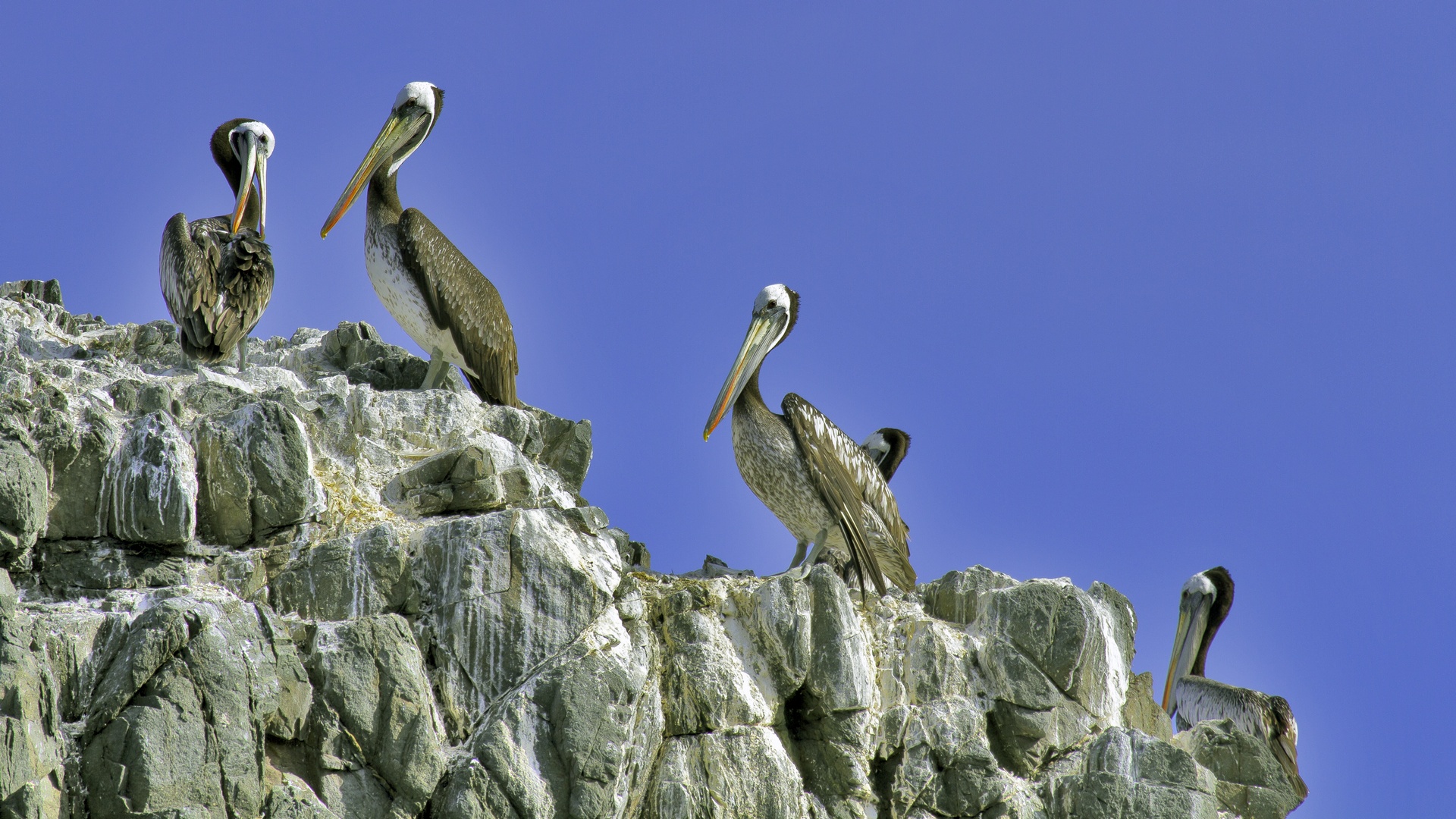 Humbold-pelican3.jpg