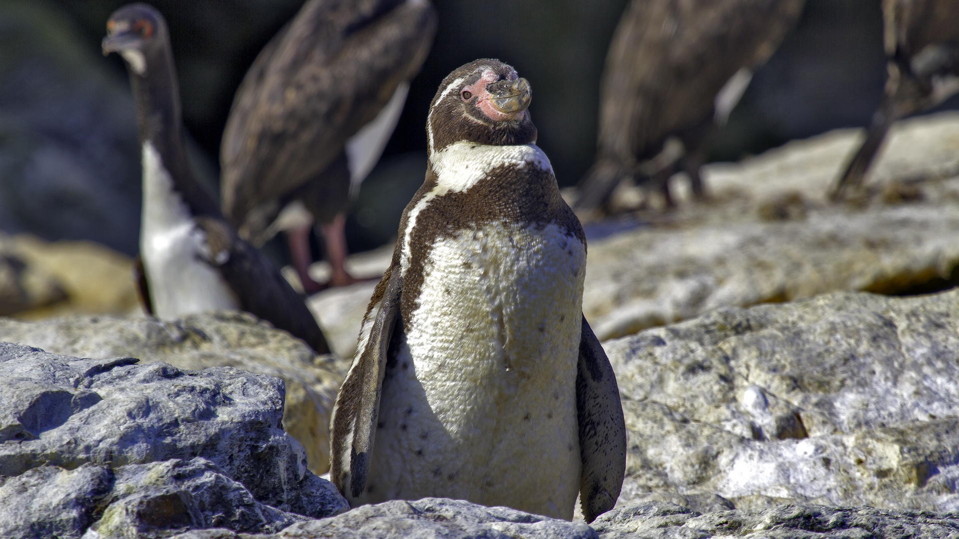 Humbold-pingouins3.jpg