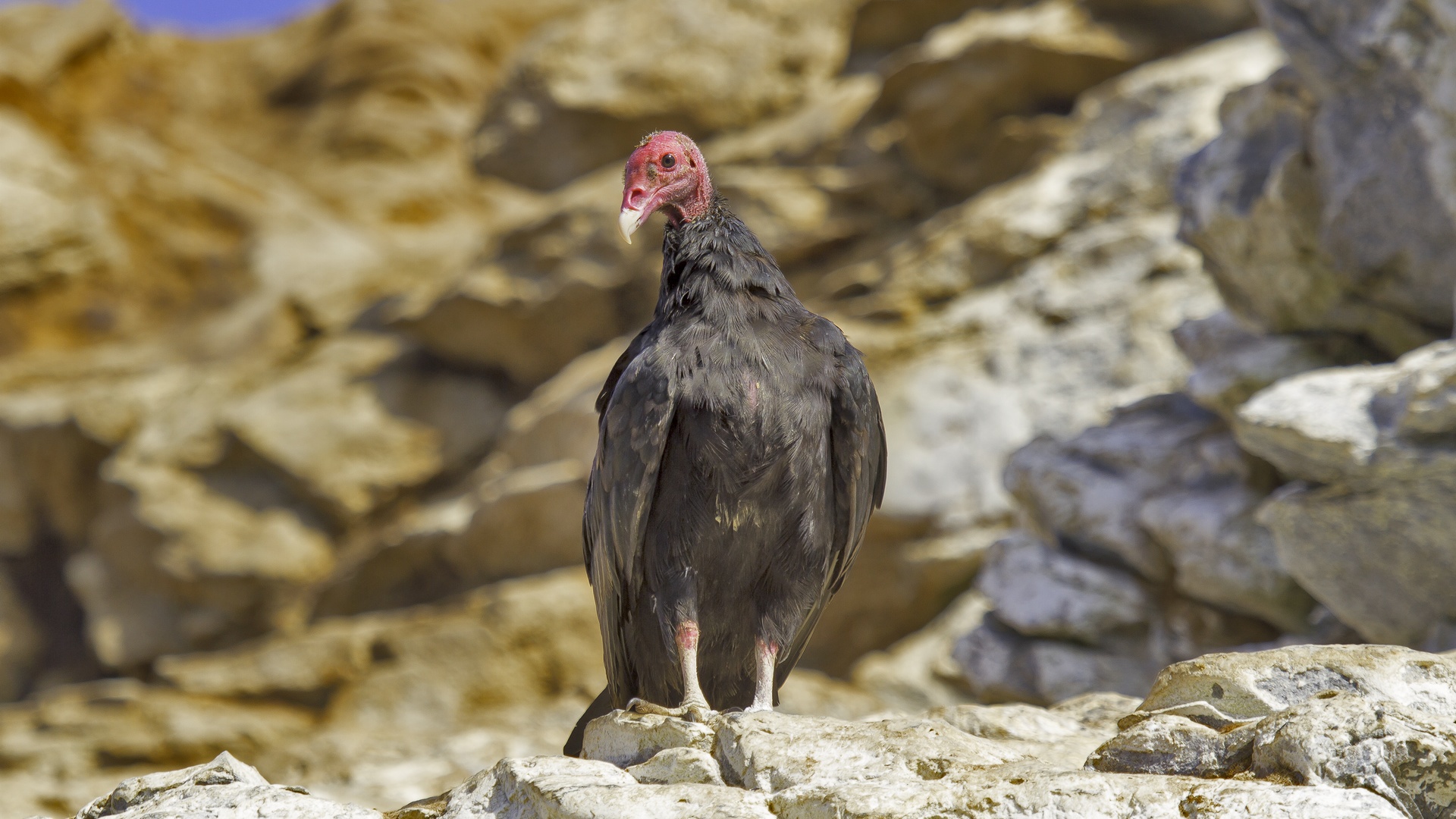 Humbold-vautour.jpg