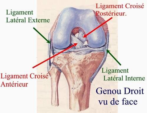 LigamentsJPEG.jpg