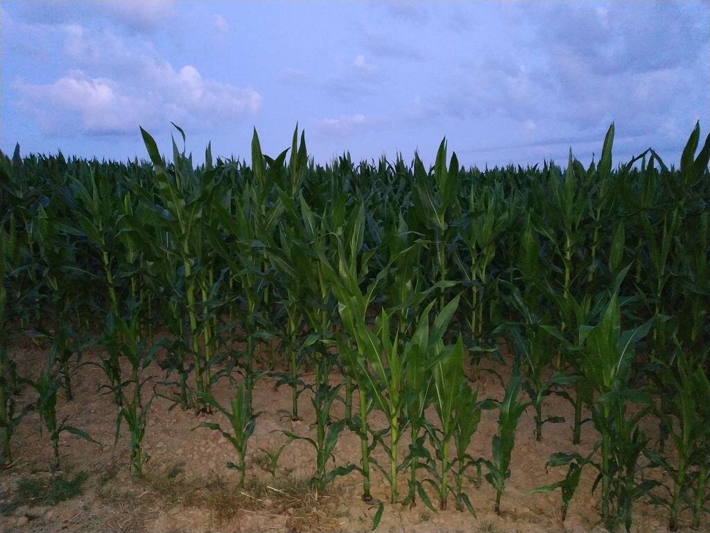 Mais.jpg
