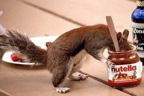 Nutella_Ecureuil.jpg